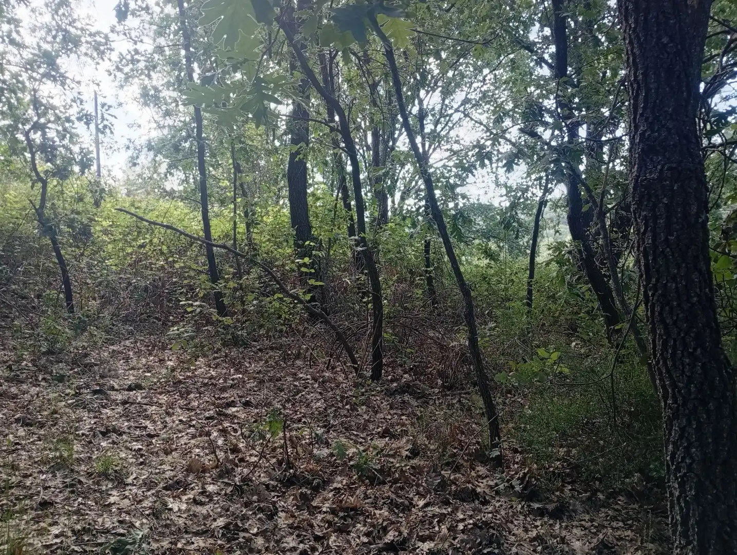 Terreni e lotti in vendita a Losar de la Vera, imagen 16