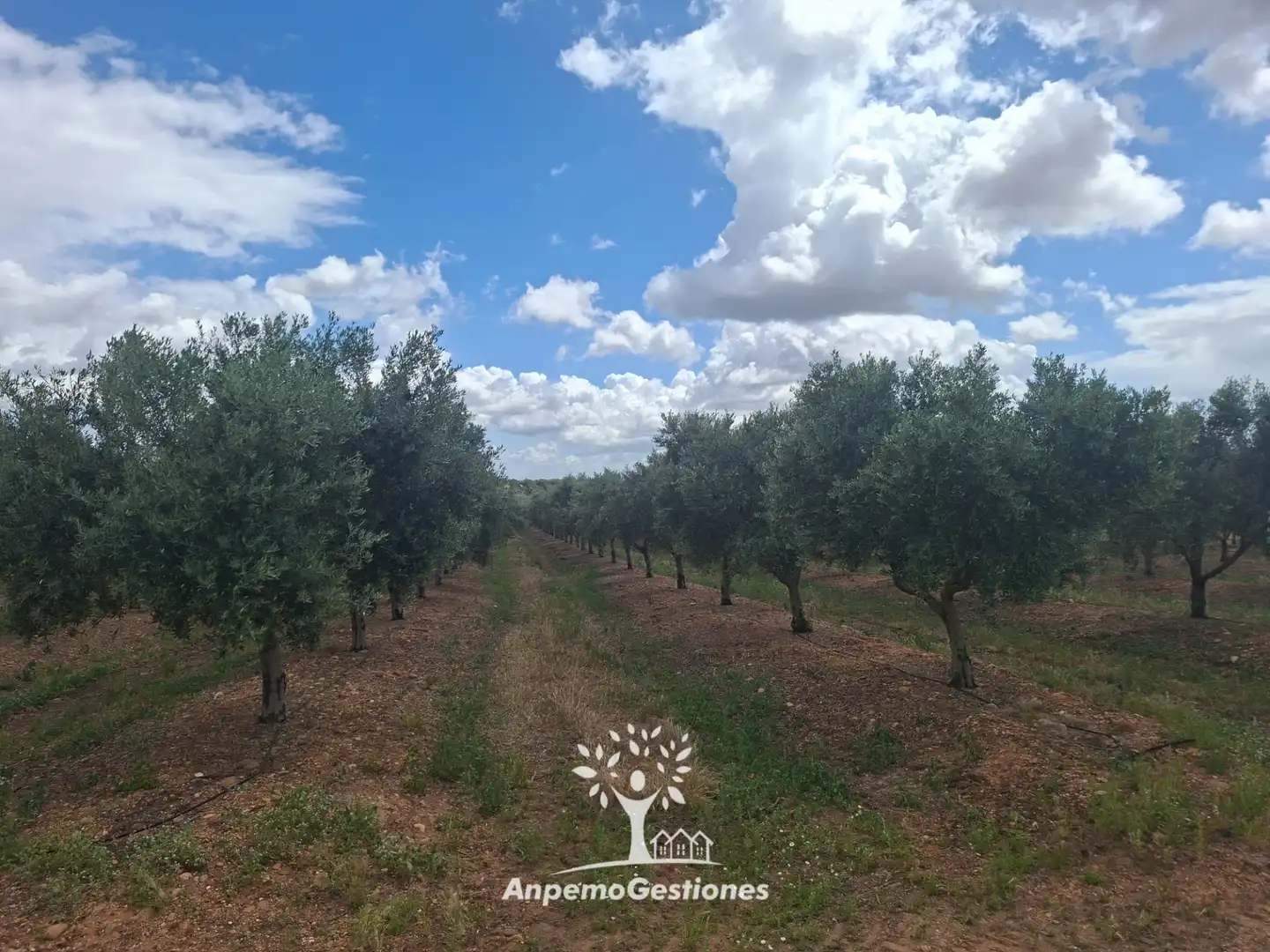 Terreno en venta en Palma del Río