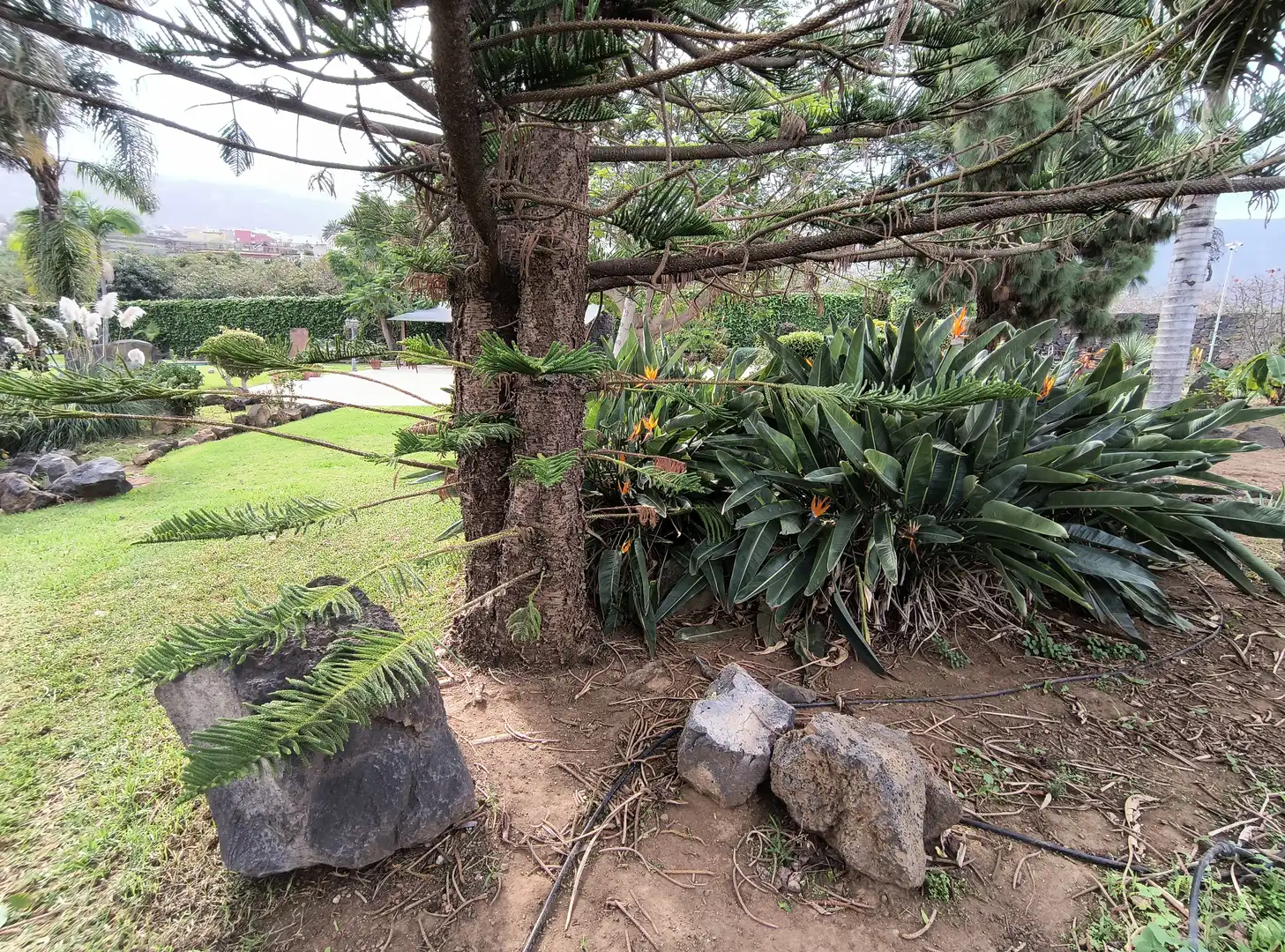 Jardín de Casa o chalet en venta en La Orotava con Jardín privado, Parquet y Terraza