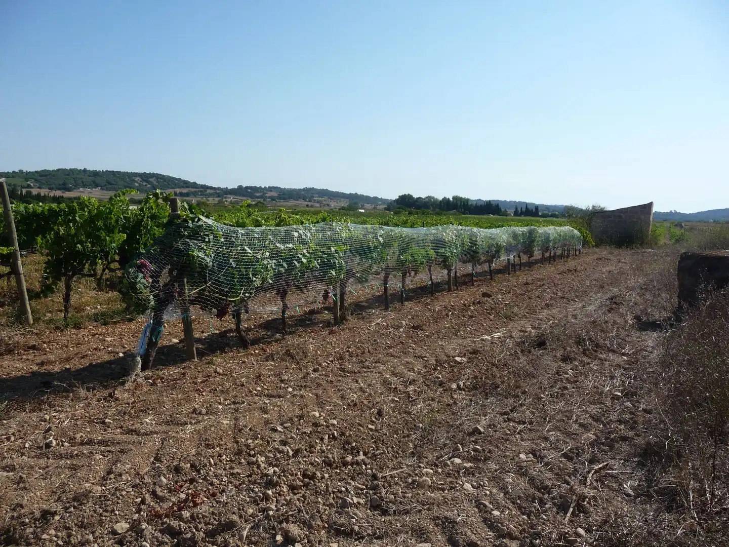 Terreni e lotti in vendita a Algaida, imagen 7