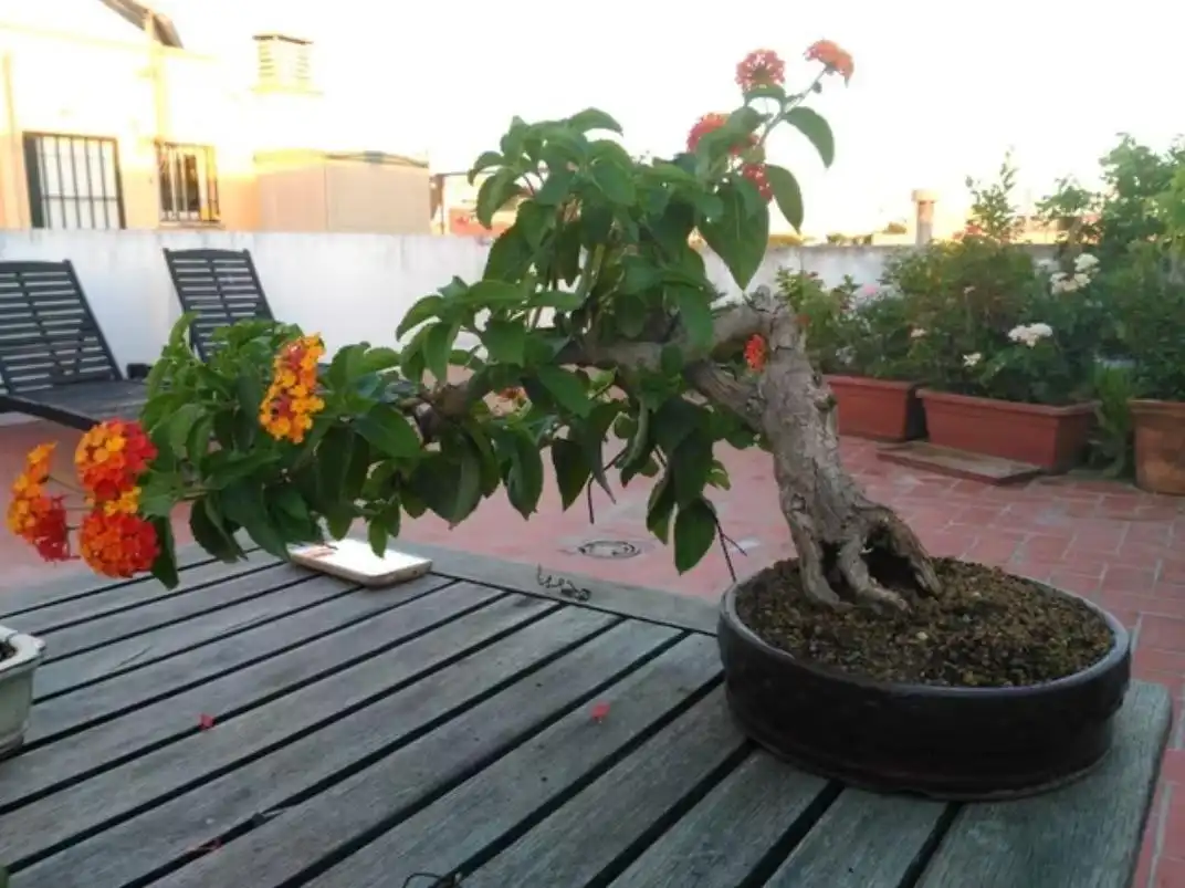 Jardín de Casa o chalet en venta en Utrera con Terraza, Trastero y Amueblado