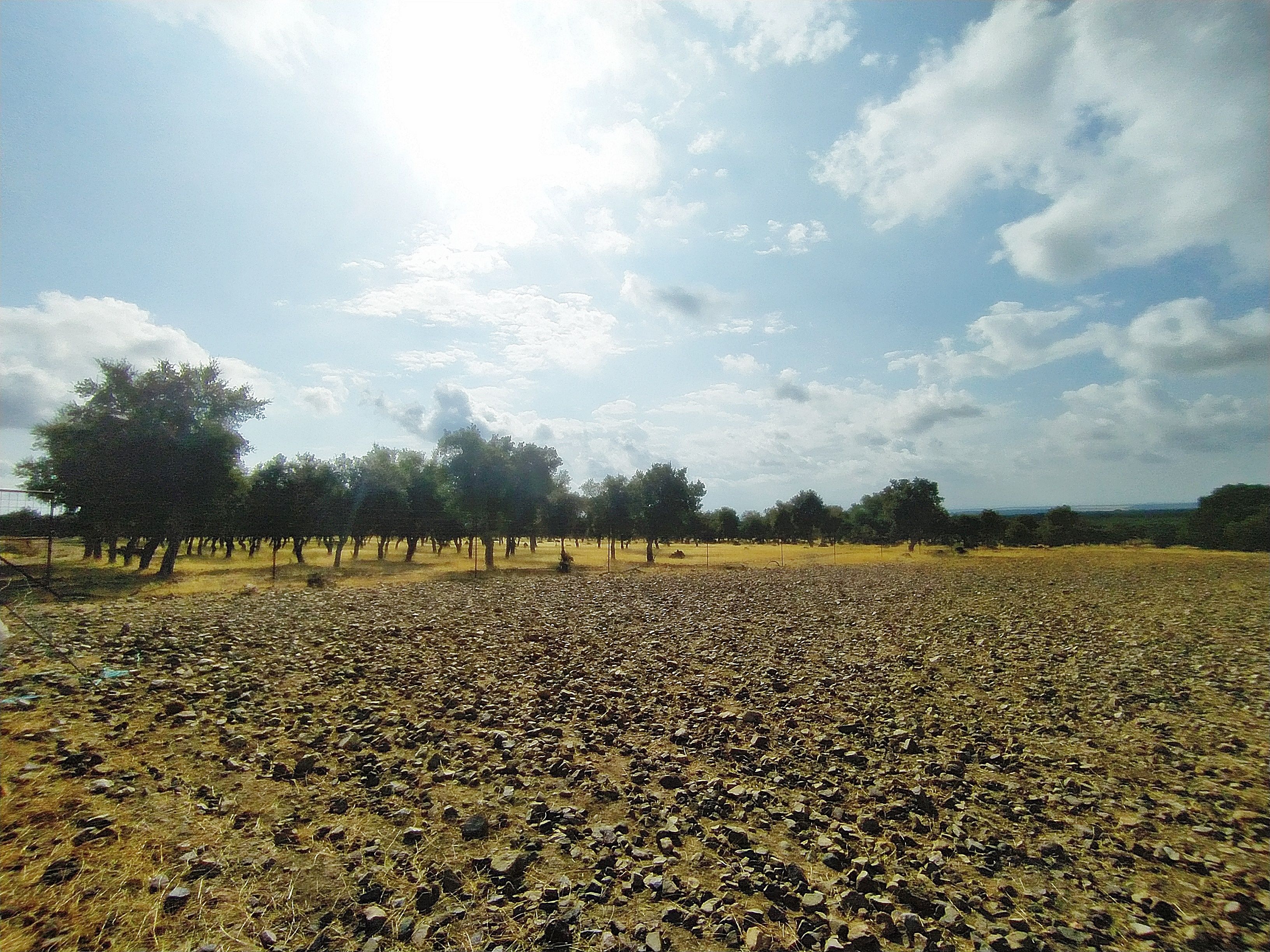 Land for sale in La Nava de Santiago 