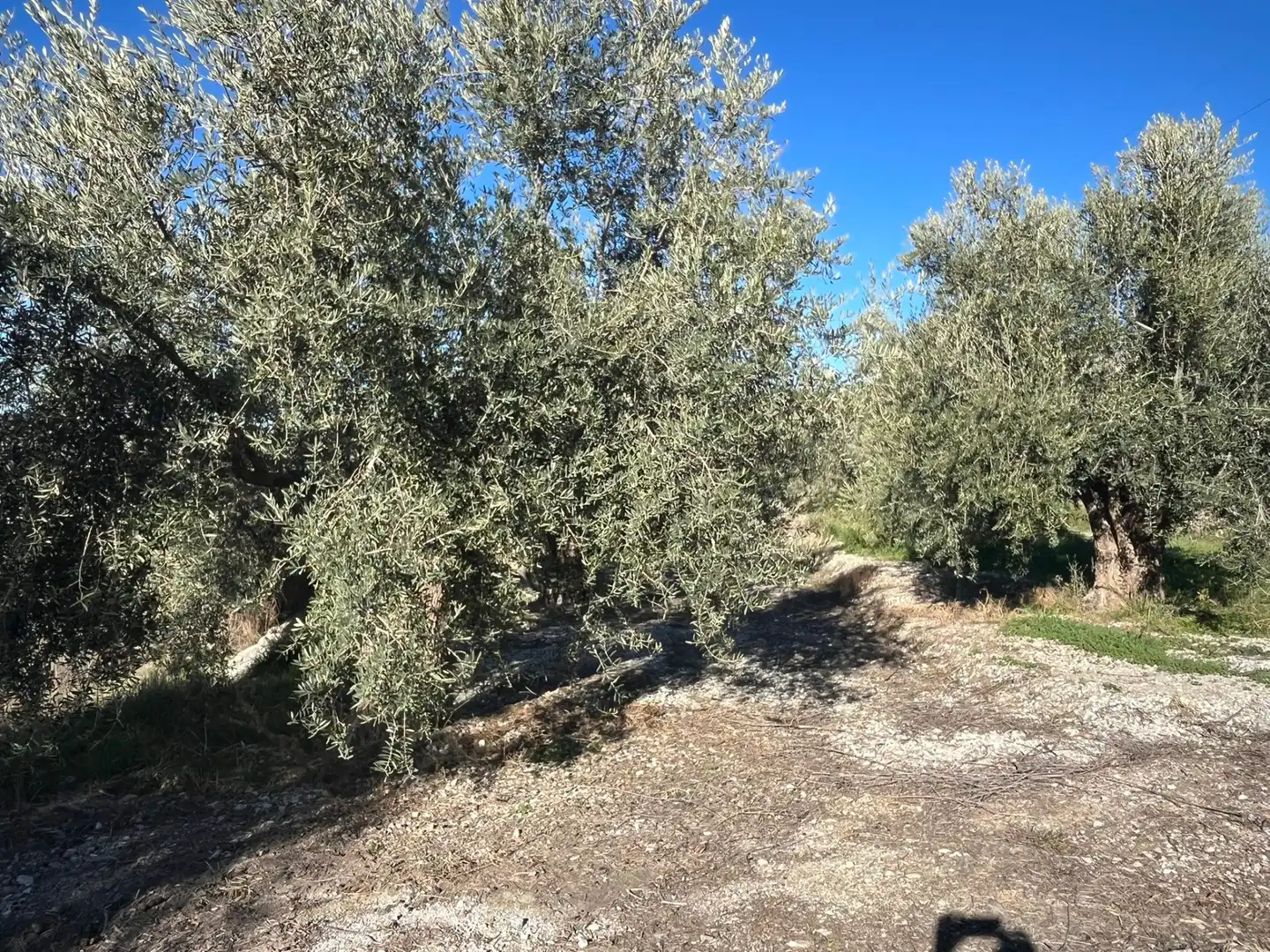 Rural land for sale in Calle Jose Saramago 2, imagen 3