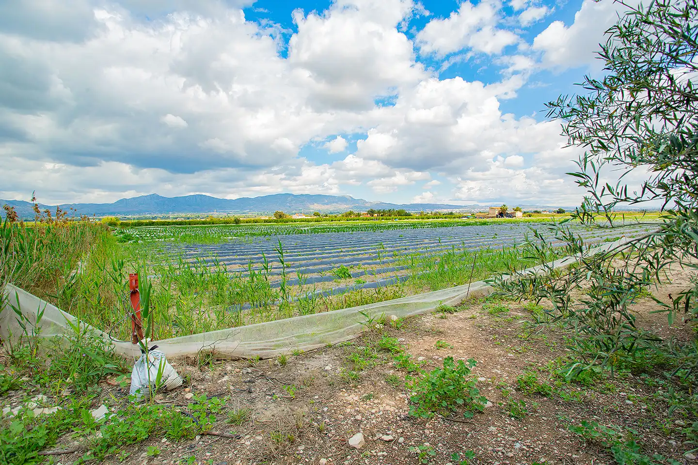 Finca rústica en venda en San Isidro