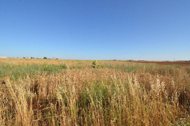 Terreno en Venta en Calzada de Valdunciel
