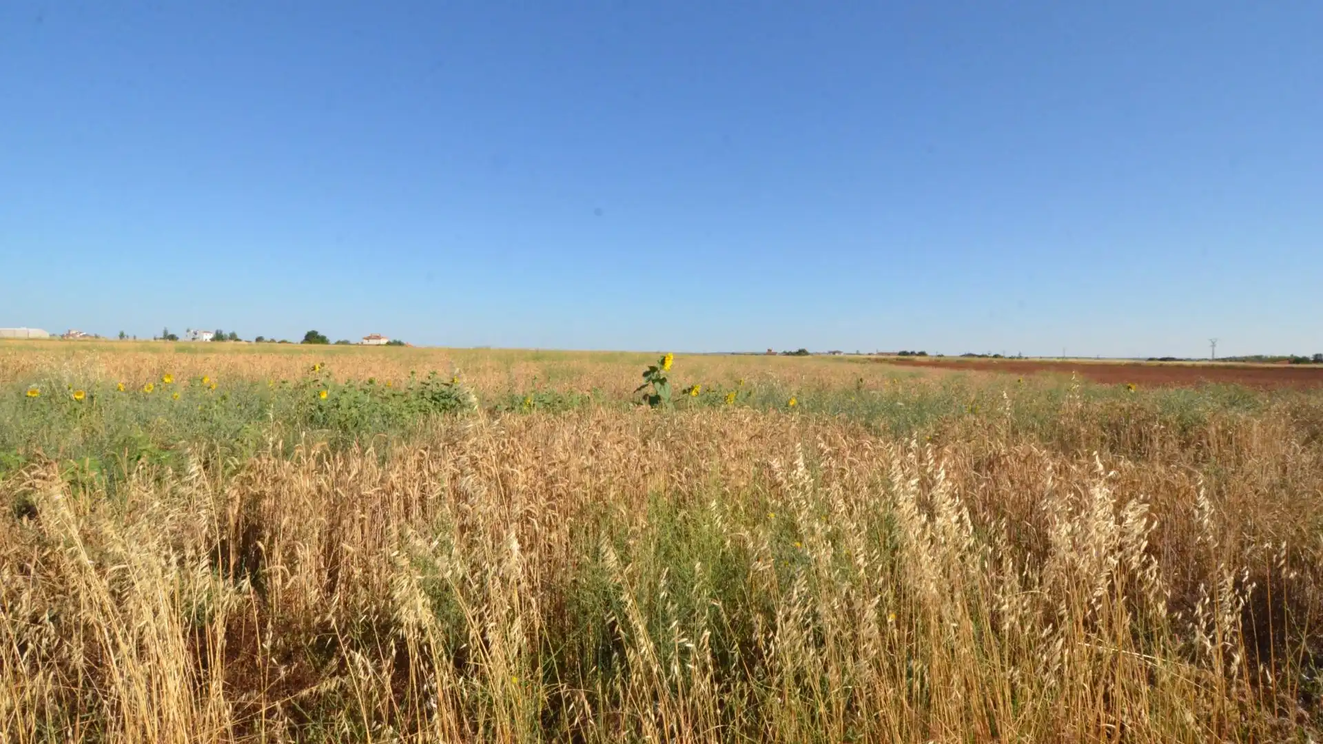 Terreno en venta en Calzada de Valdunciel
