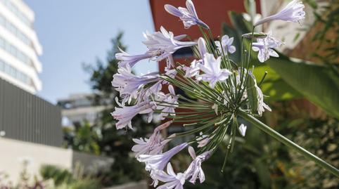 Photo 3 of Apartment for sale in Son Armadans,  Palma de Mallorca