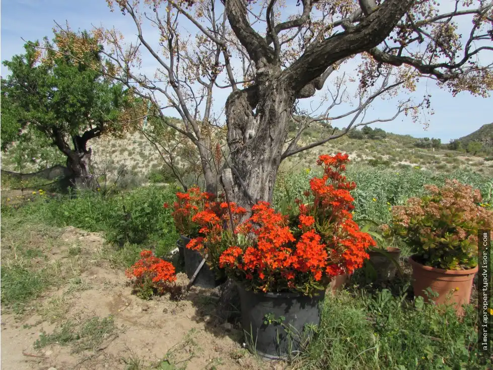Country house for sale in Sorbas, imagen 17