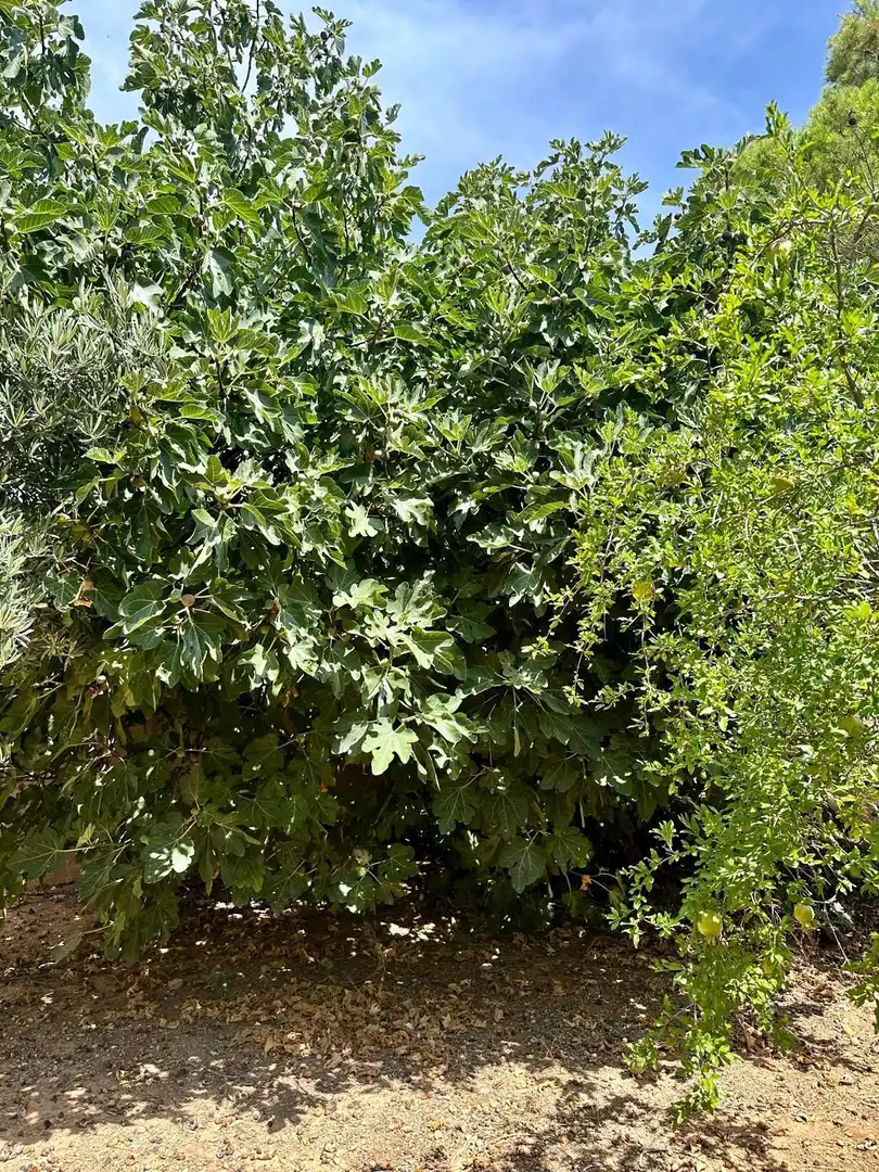 Jardí de Casa o xalet en venda en Albacete amb Traster, Moblat i Forn