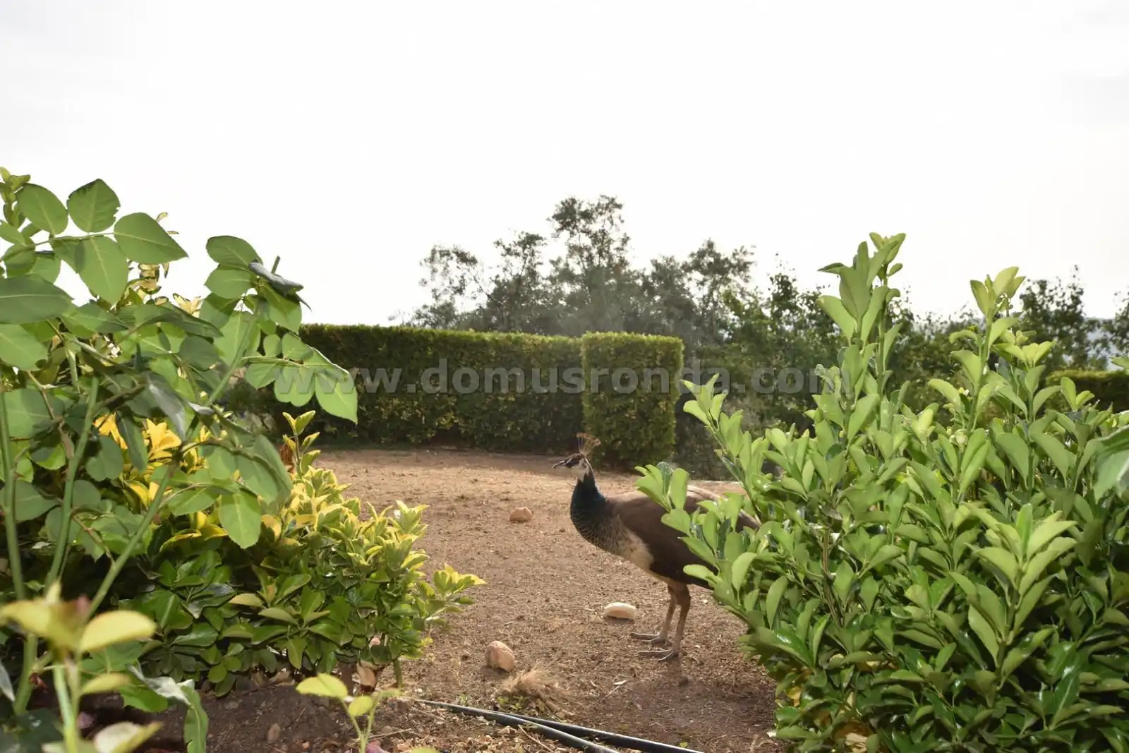 Villa avec piscine à vendre à Partidas Norte, imagen 18