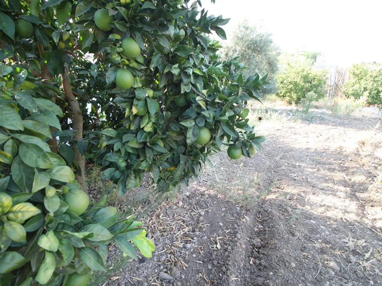 Terreno rustico in vendita a Calle Poniente 13, imagen 14