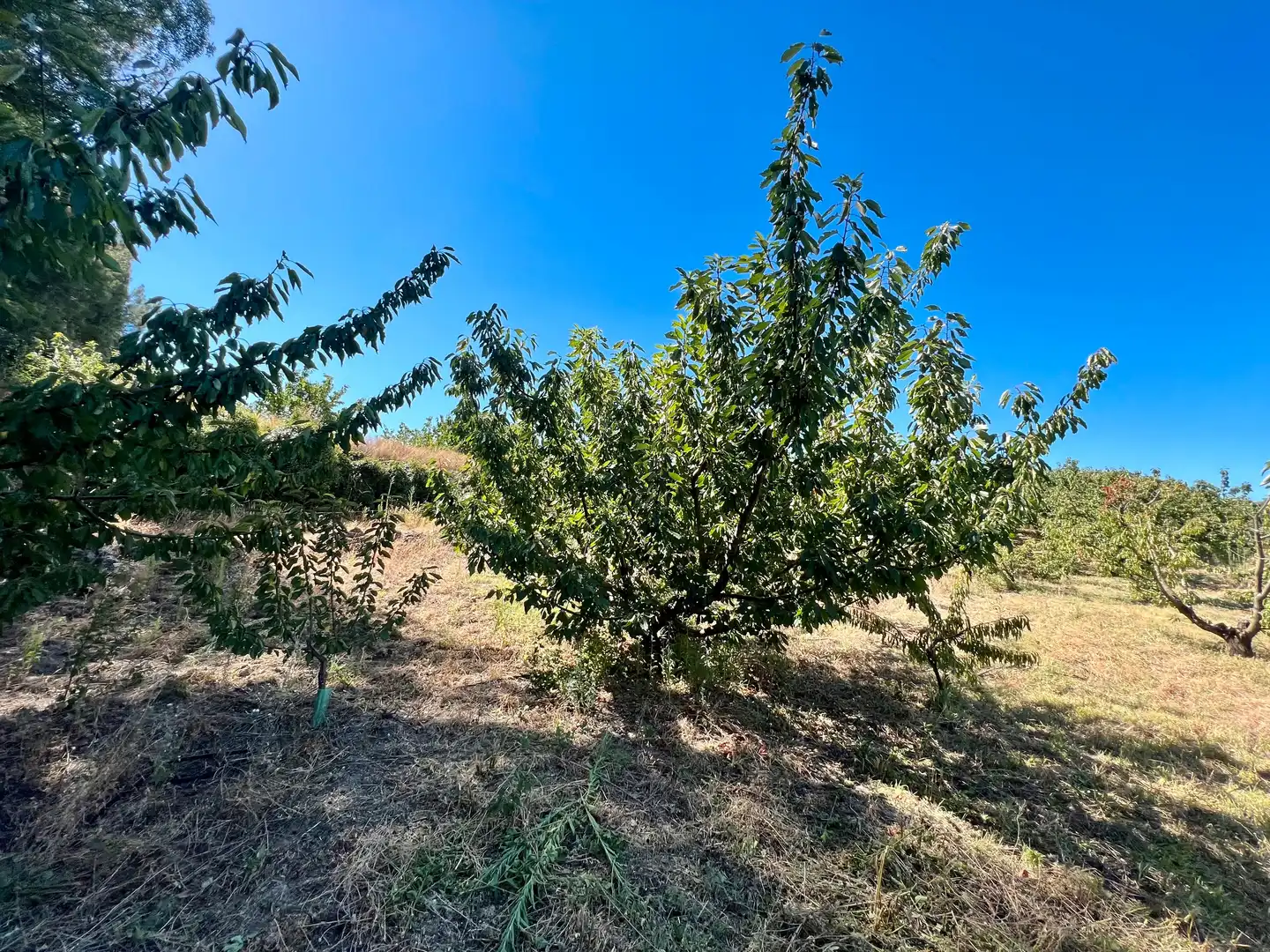 Terreni e lotti in vendita a Jaraíz de la Vera, imagen 6