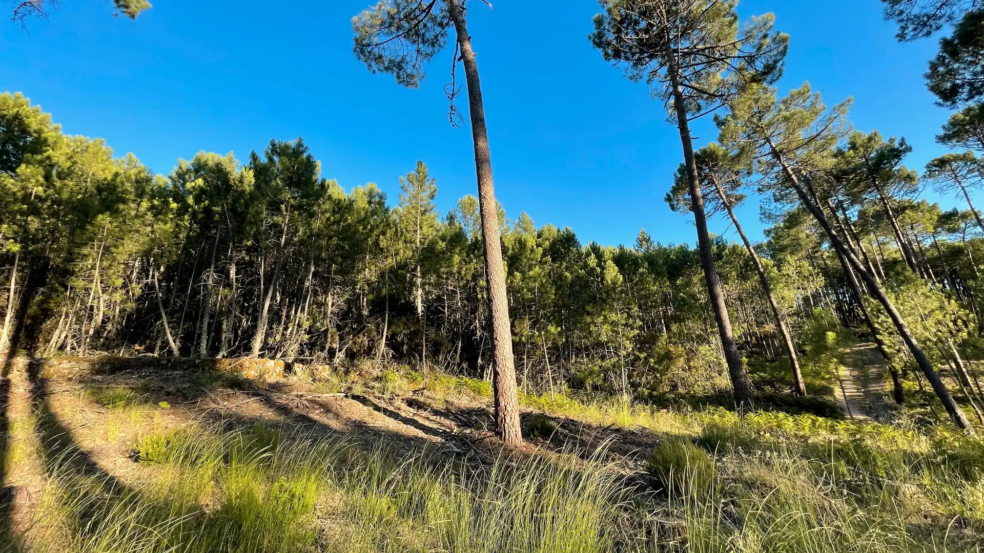 Land for sale in Arenas de San Pedro