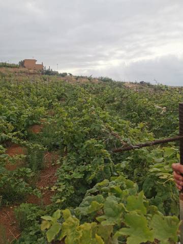 Terreno en Venta en Calle la Bastona en Santa Úrsula pueblo