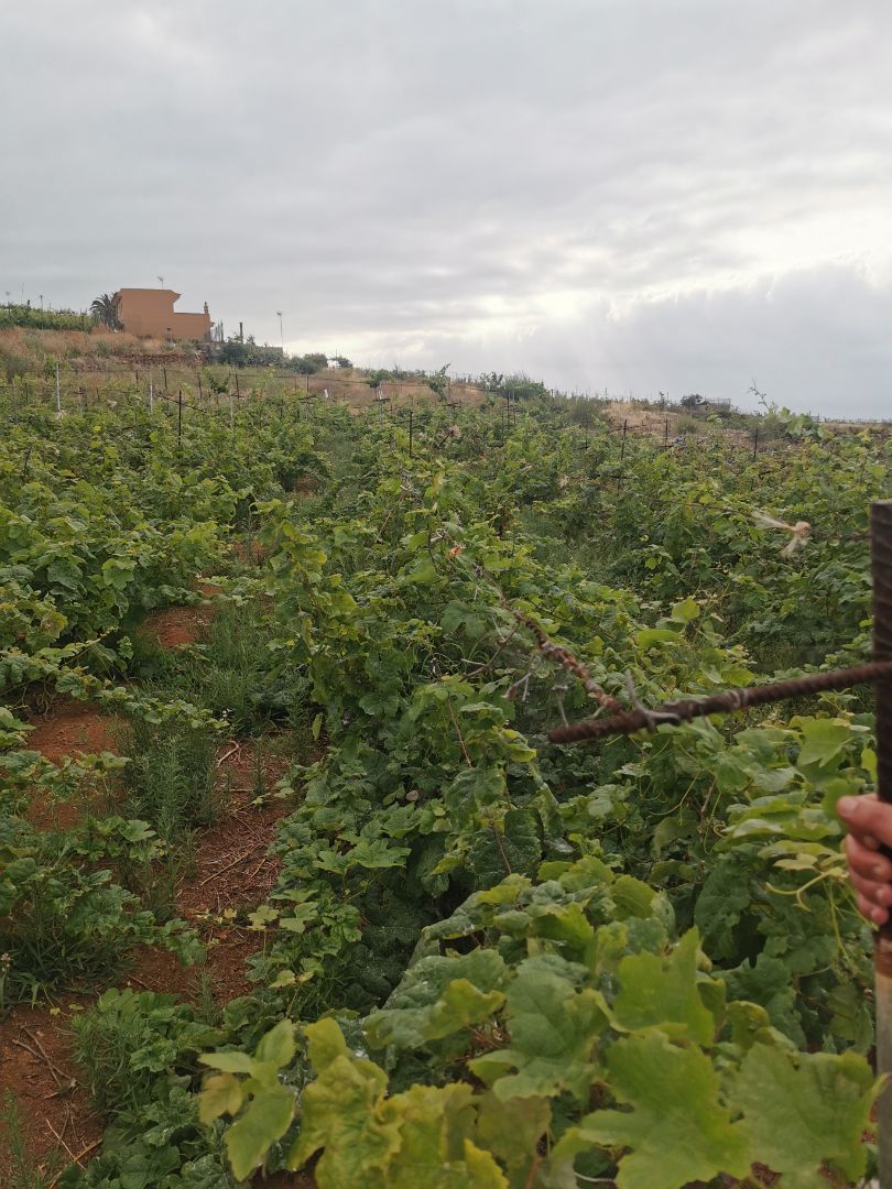 Land for sale in Santa Úrsula