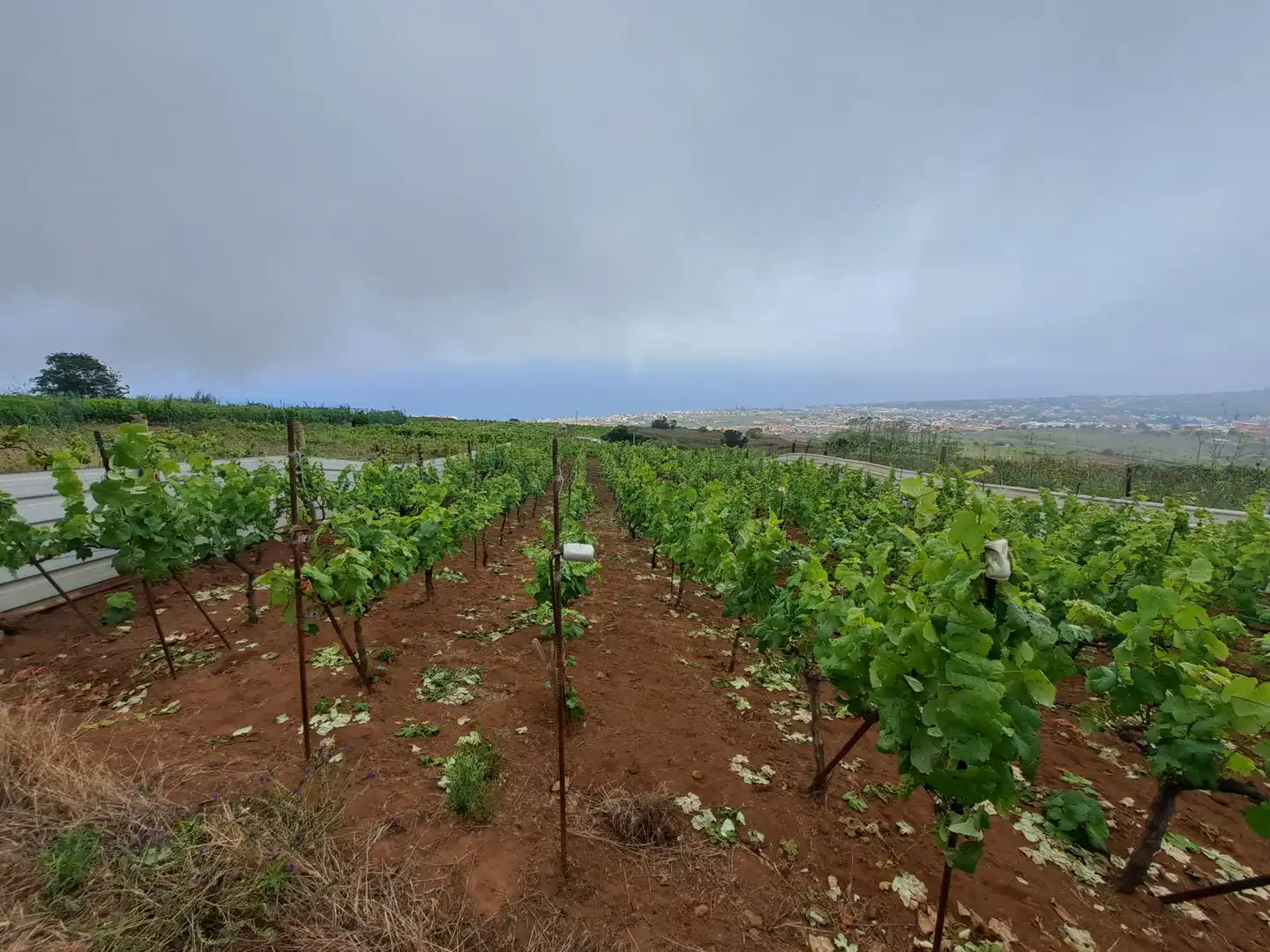 Rural land for sale in El Sauzal, imagen 7