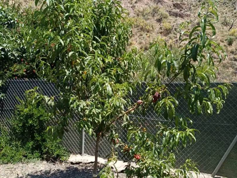 Jardín de Terreno en venta en Ugíjar