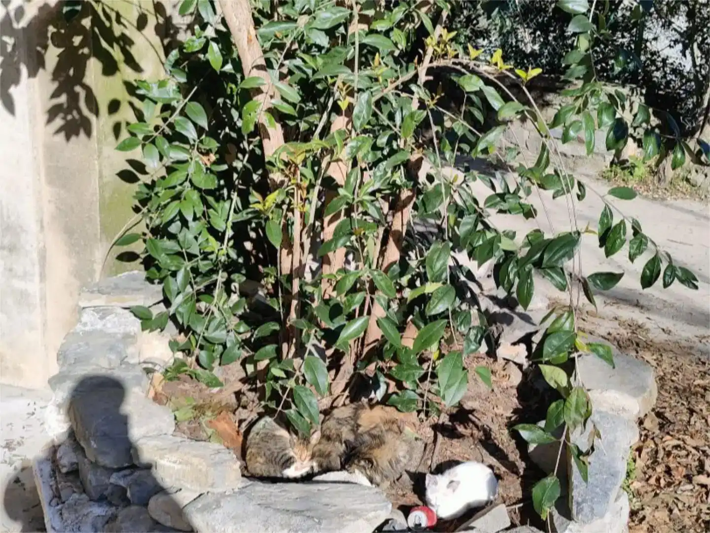 Jardí de Casa adosada en venda en Tremp amb Balcó