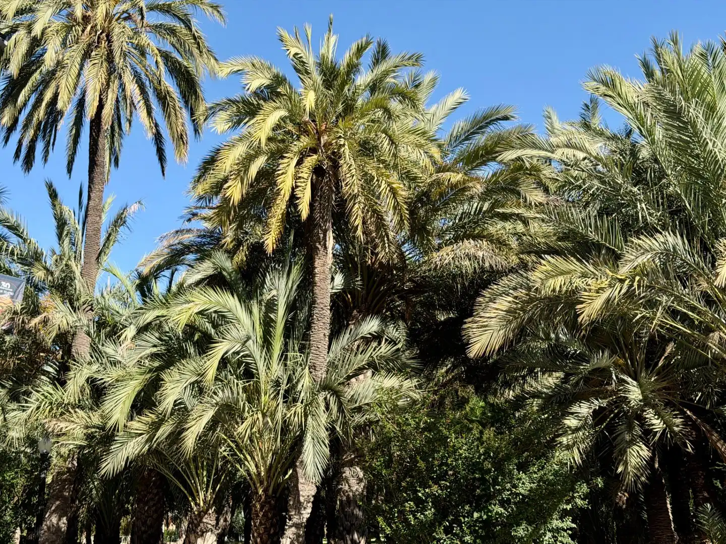 Jardí de Pis en venda en Elche / Elx amb Balcó