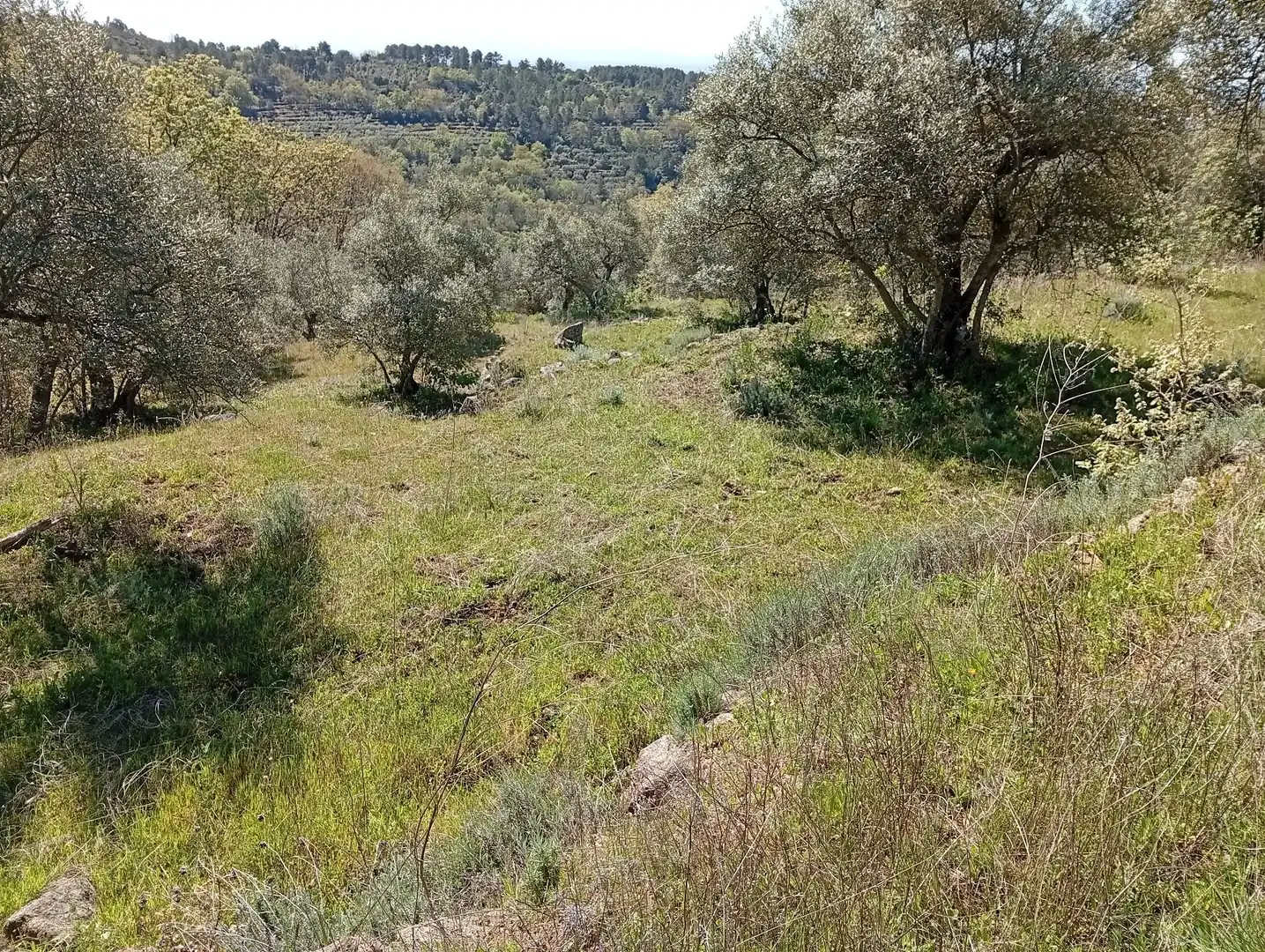 Terreni e lotti in vendita a Valverde de la Vera, imagen 52