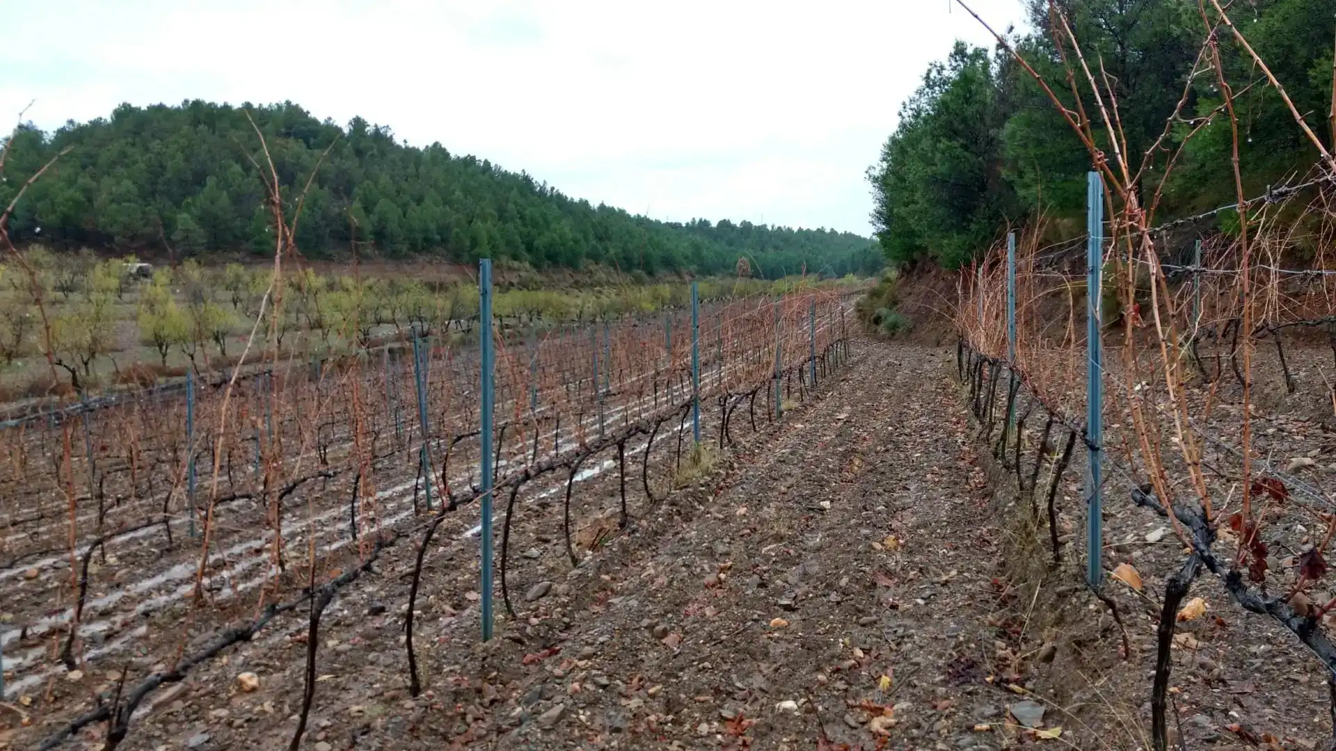 Terreno en venta en Cortes y Graena