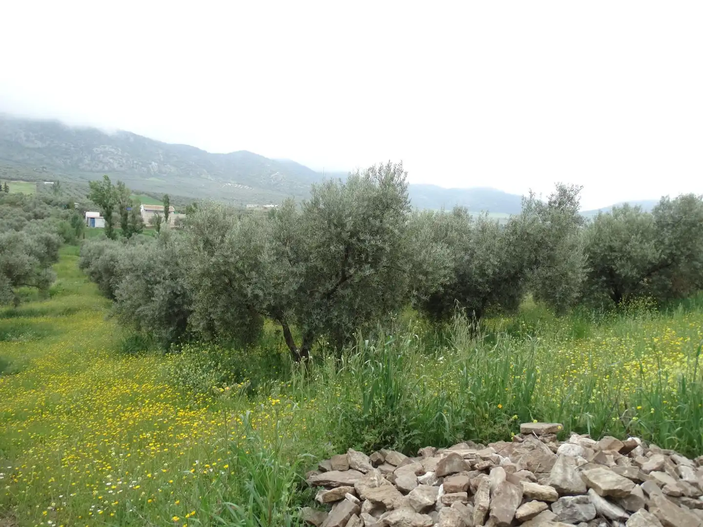 Lands and plots for sale in Calle CERRO LIMON, imagen 8