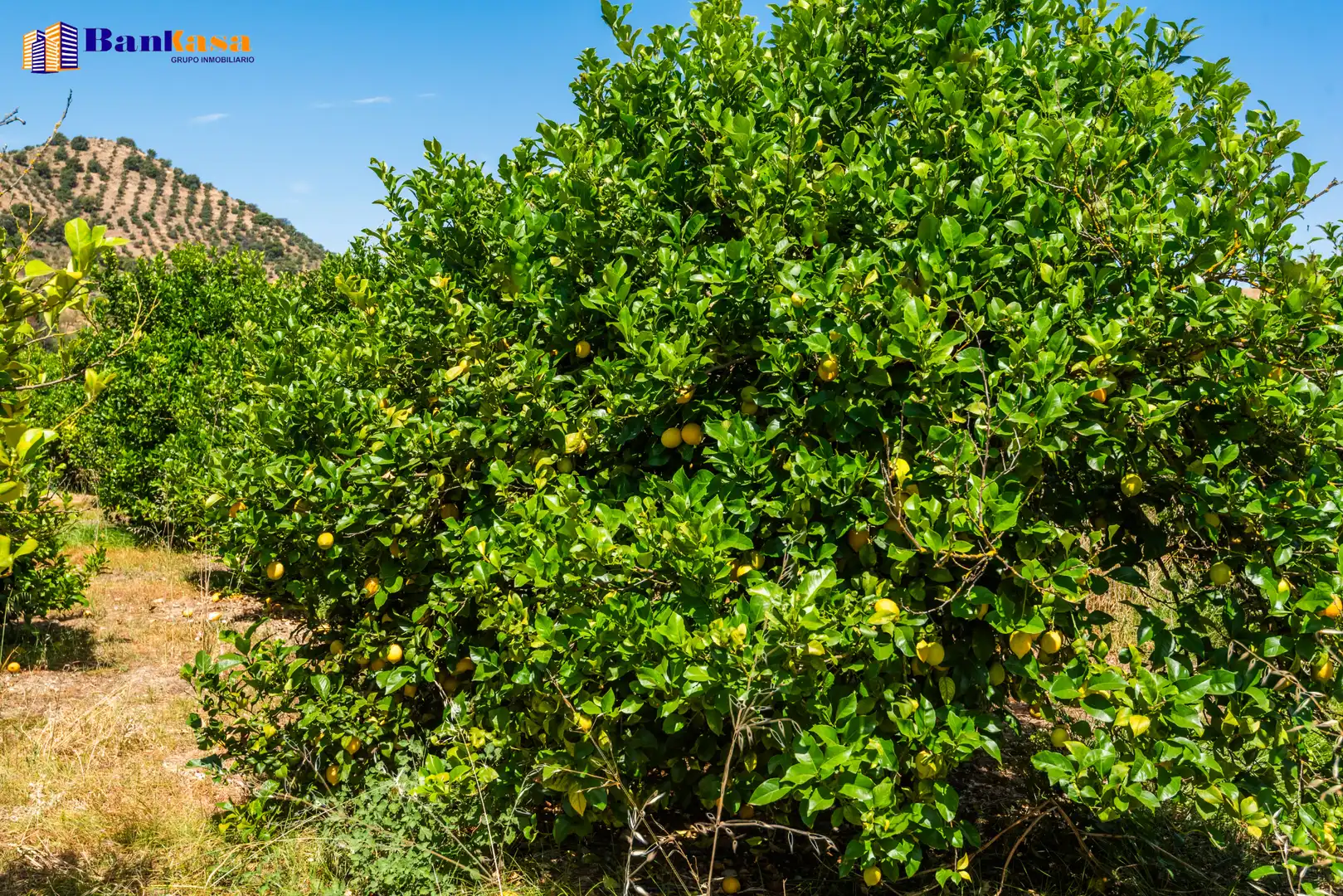 Jardín de Terreno en venta en Pizarra