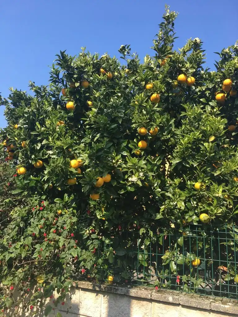 Garden of Houses for sale in Navia  with Private garden and Storage room