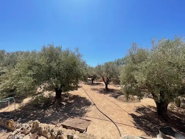 Houses for sale in Calle Partida del Raspeig, Villamontes - Boqueres