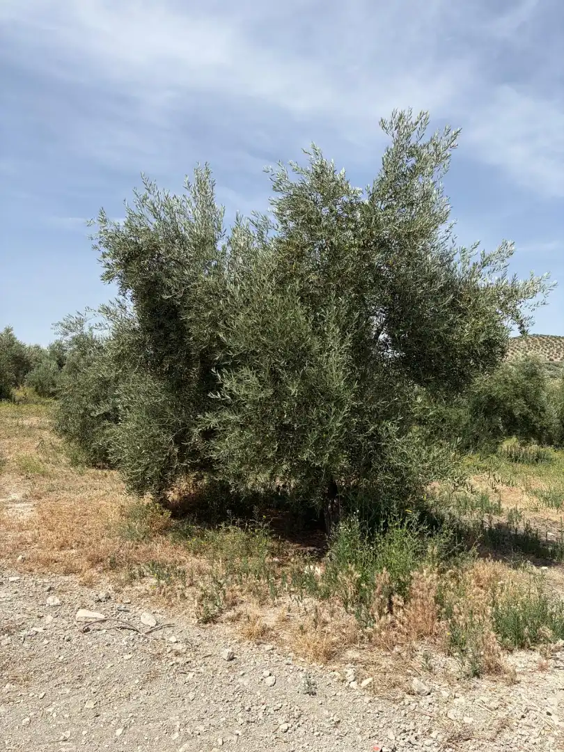 Land for sale in Santiago de Calatrava