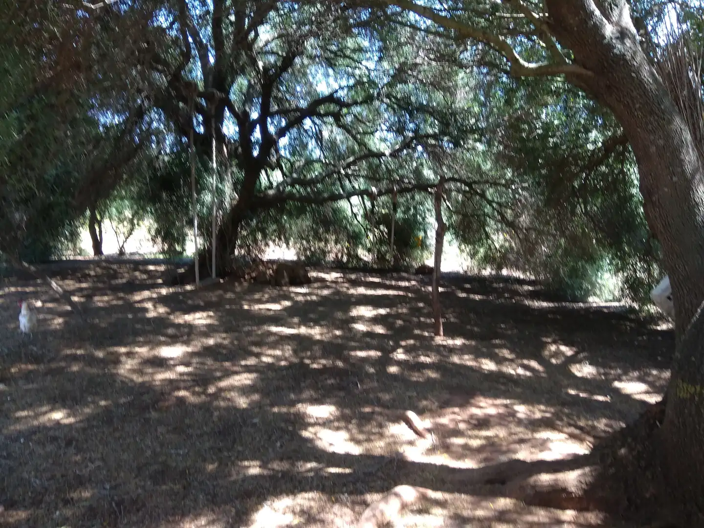 Terrain rustique à vendre à Vejer, imagen 14