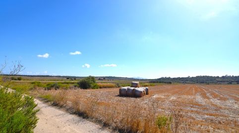 Finca rústica con posibilidad de vivienda en Muro, imatge 5