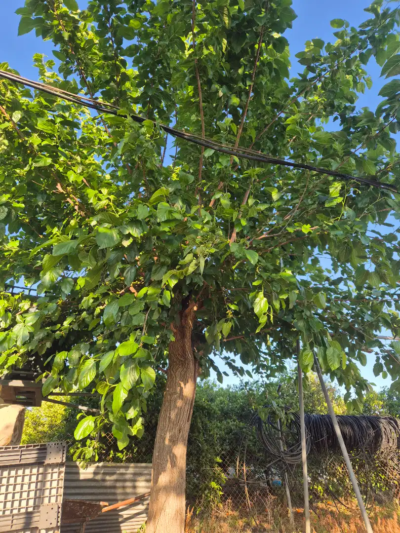 Terreni e lotti in vendita a Avenida María Auxiliadora 40, imagen 16