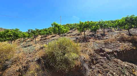 Foto 4 de Terreno en venta en Diseminados Diseminados, Benamargosa, Málaga