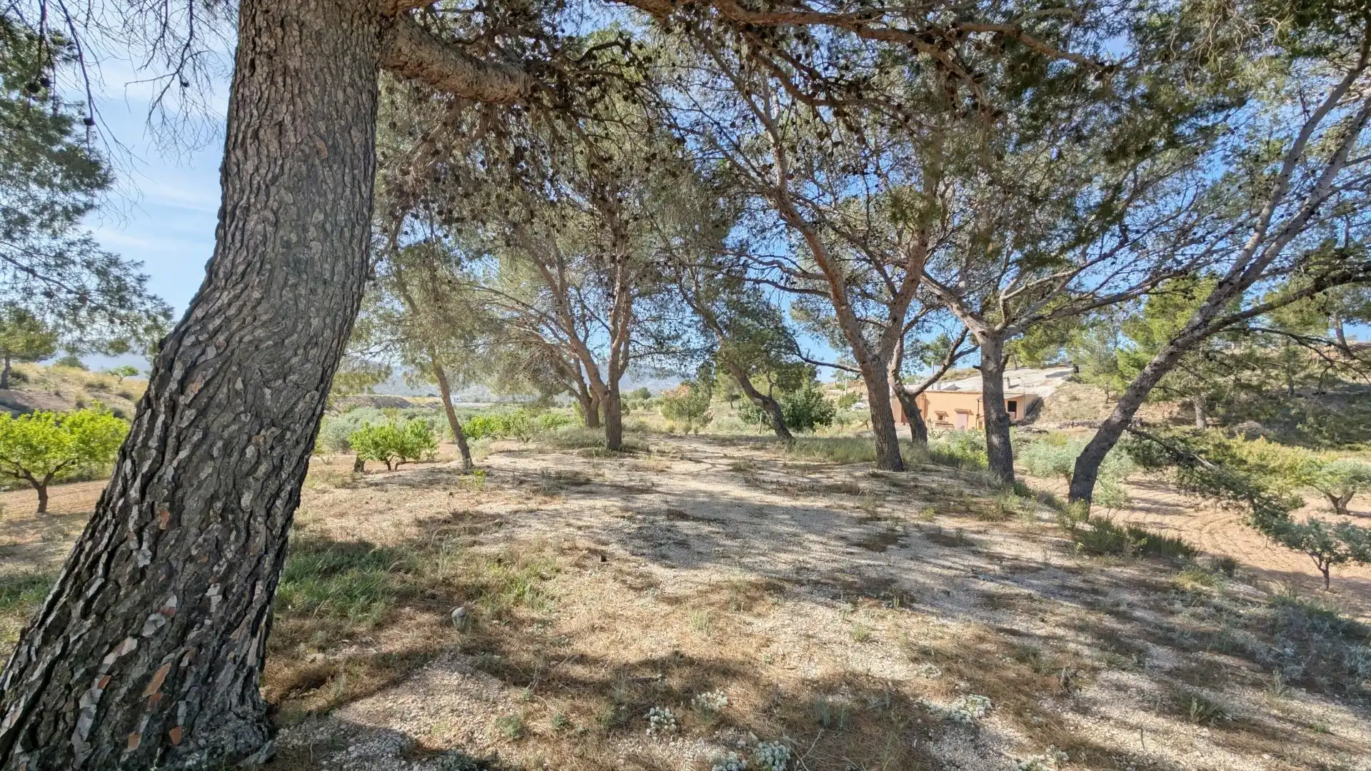 Casa con jardín en venta en Hondón de las Nieves / El Fondó de les Neus, imagen 16