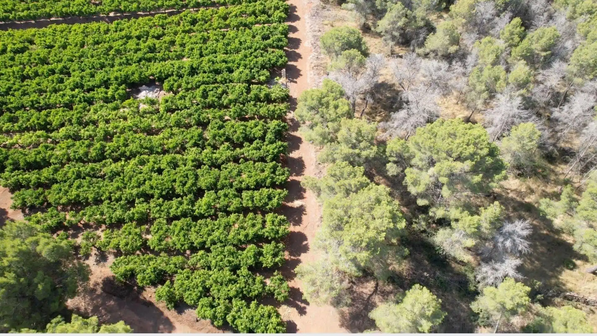 Terrain rustique à vendre à Sagunto, imagen 3