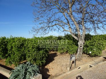 Terreno rustico in vendita a Algemesí