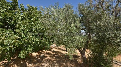 Foto 5 de Finca rústica en venda a Partidas Norte, Ronda