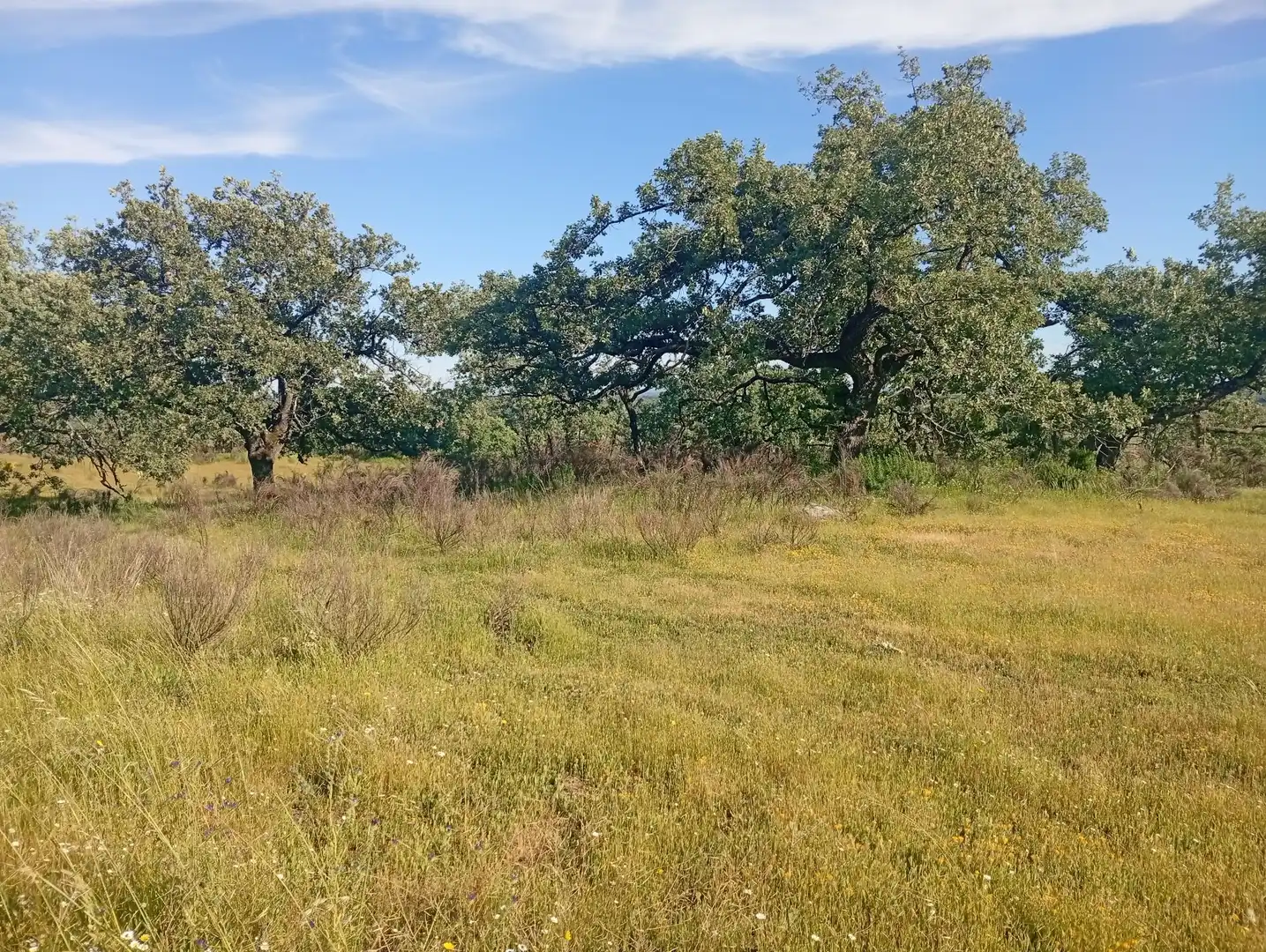 Terreni e lotti in vendita a Villanueva de la Vera, imagen 66