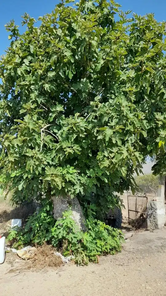 Außenansicht von Haus oder Chalet zum Verkauf in Benejúzar mit Privatgarten, Terrasse und Schwimmbad