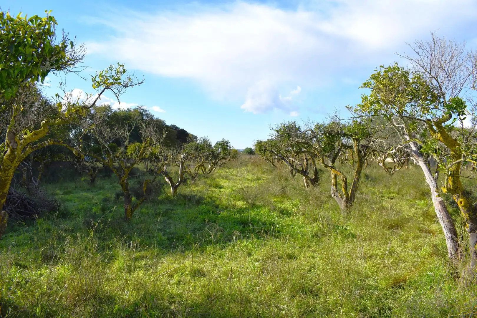 Residential land for sale in Llubí, imagen 20