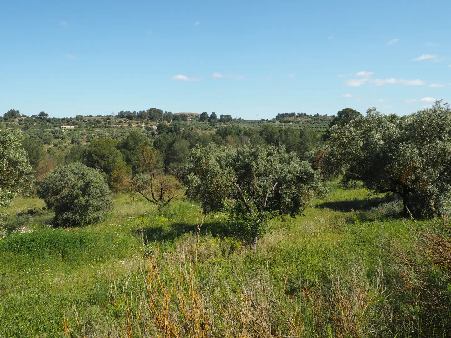 Terrain rustique à vendre à Avinguda Colònia 5, imagen 30