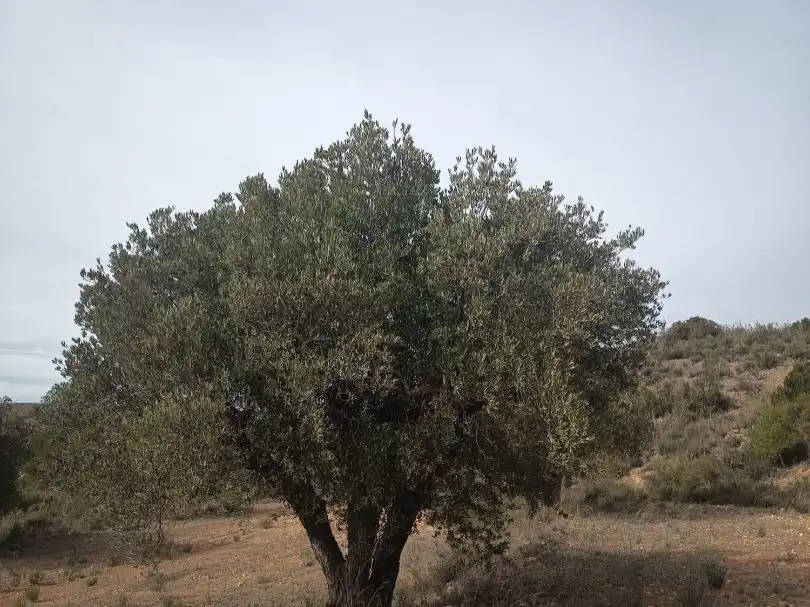 Terreno en venta en Nonaspe