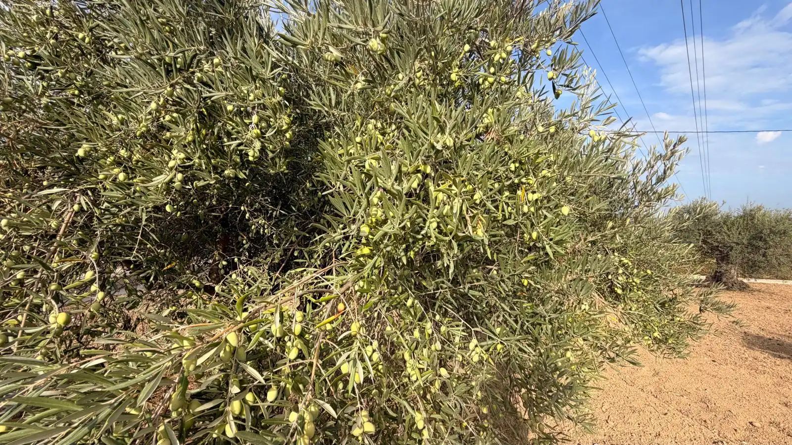 Rural land for sale in El Romeral - Peñón de Zapata, imagen 13