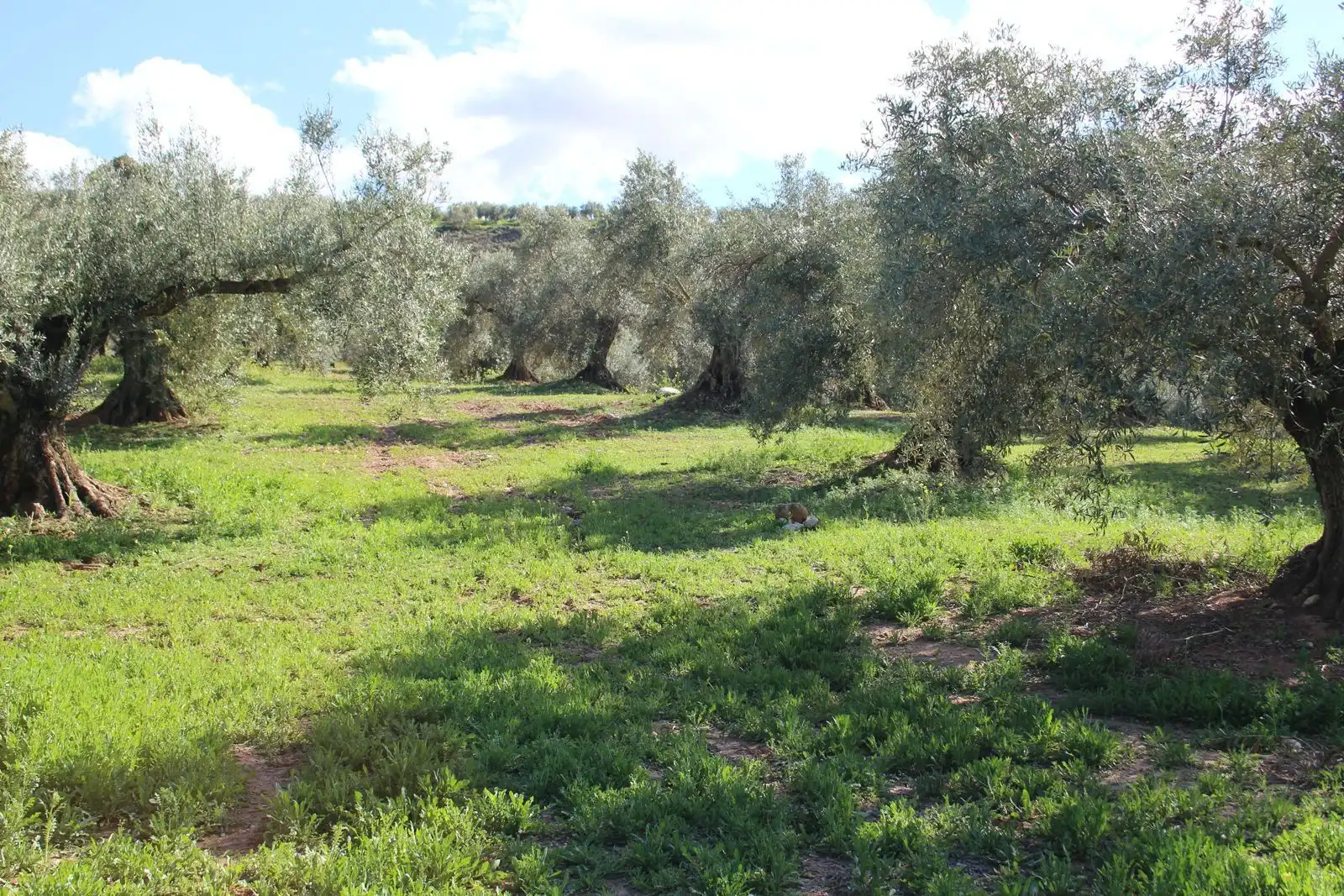 Terreno rustico in vendita a Calicasas, imagen 13