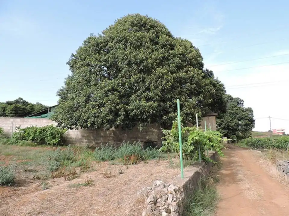 Finca rústica en venda en Tacoronte amb Jardí privat i Traster