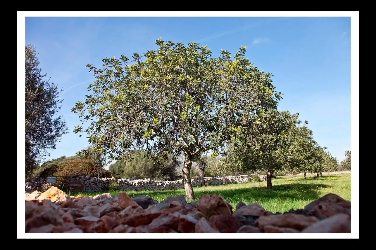 Jardí de Casa o xalet en venda en Santanyí amb Jardí privat, Terrassa i Traster
