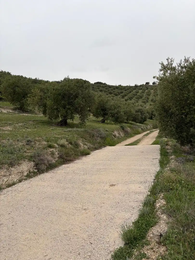 Terrain rustique à vendre à Luque, imagen 5