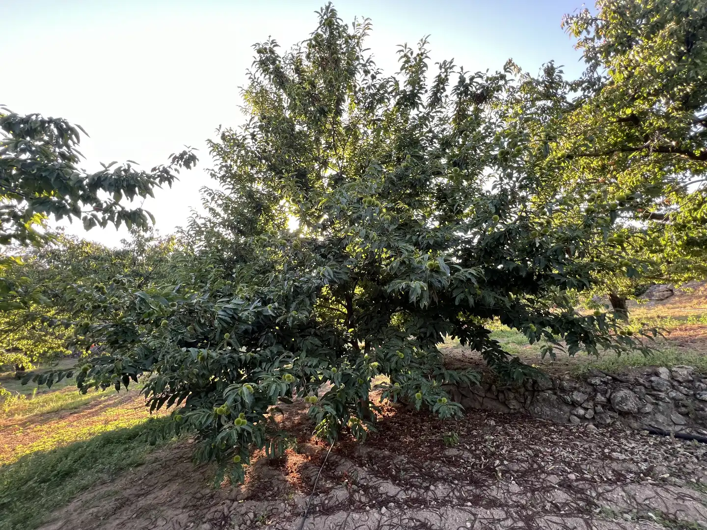Terreni e lotti in vendita a Garganta la Olla, imagen 23