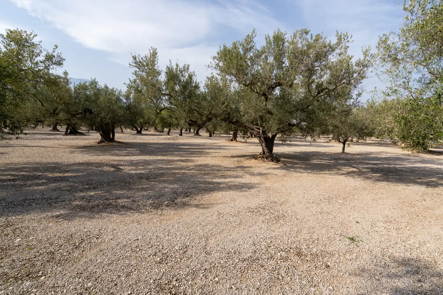Terreno rustico in vendita a Roquetes, imagen 12